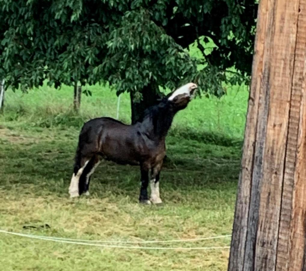 Au Pre Des Chevaux Bed & Breakfast Chateau-d'Oex Bagian luar foto