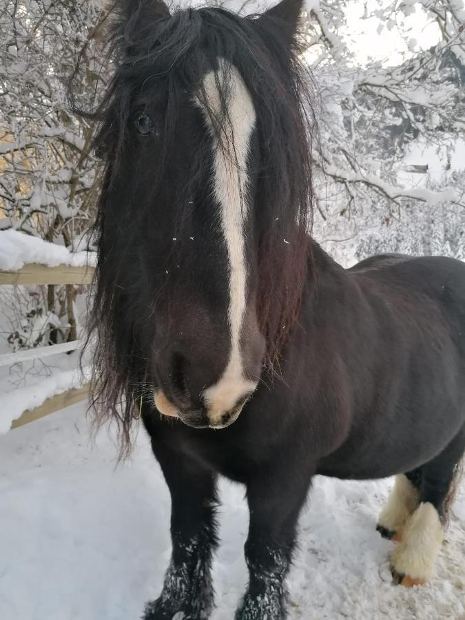 Au Pre Des Chevaux Bed & Breakfast Chateau-d'Oex Bagian luar foto