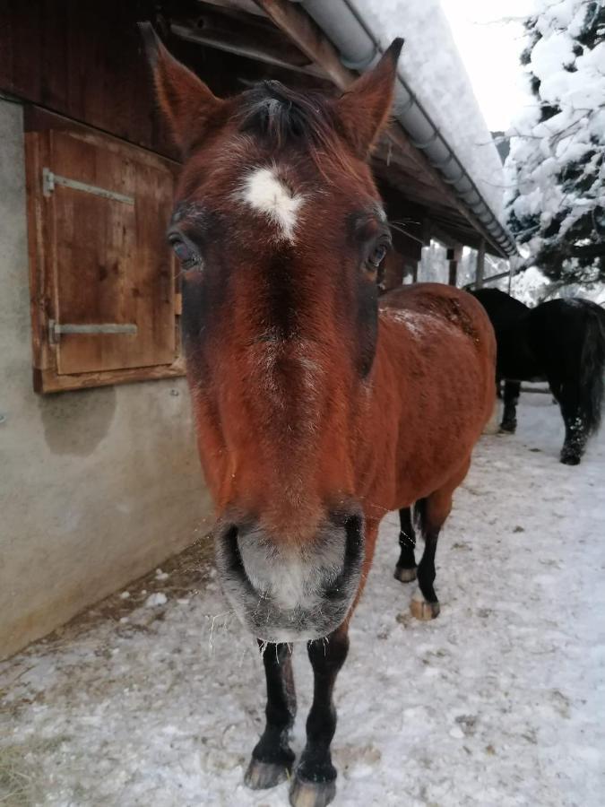 Au Pre Des Chevaux Bed & Breakfast Chateau-d'Oex Bagian luar foto