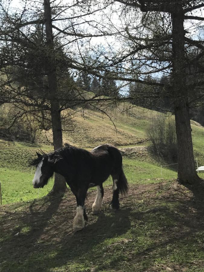 Au Pre Des Chevaux Bed & Breakfast Chateau-d'Oex Bagian luar foto